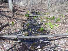 Narrow Gauge Nature Area, 10 April 2010-1 thumb